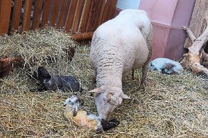 Trächtige Schafe und neu geborene Lämmchen wird es in der Haslacher Krippe nicht mehr geben. Archivfoto: Stangenberg Foto: Schwarzwälder-Bote