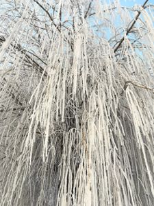 Äste wie mit Puderzucker bestäubt: Nach dem Nebel kam der Frost und sorgte so für dieses beeindruckende Naturschauspiel, eingefangen in Kappel-Grafenhausen.   Foto: Brunhilde Gündner