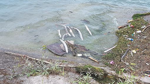 Einige der toten Aale, die am Yachthafen in Nonnenweier angeschwemmt wurden. Die Ursache dafür ist unklar. Foto: privat Foto: Lahrer Zeitung