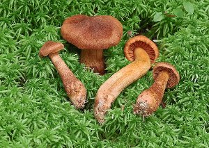 Der Spitzgebuckelte Raukopf ist ein rostbrauner Pilz mit Lamellen und einem zugespitzten Hut. Foto: Wergen