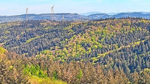 Bis zu 45 Meter hohe Türme aufgebaut: Weshalb im Ettenheimer Wald geforscht  wird