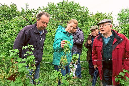 Lothar Füner (von links) und  Miriam Pfundstein begutachten gemeinsam mit Mitgliedern der Obst- und Gartenbauvereine des südlichen Bezirks die Schäden an den Johannisbeeren auf einer Obstplantage.  Foto: Bohnert-Seidel
