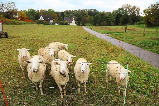 Auf dem Altdorfer Giersbühl, wo jetzt noch Schafe weiden, sollen Bauplätze entstehen.   Foto: Decoux-Kone