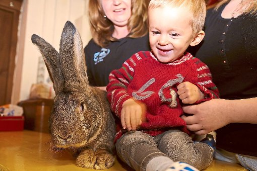 Kaninchen zum Anfassen gibt es regelmäßig bei der Lokalschau in Schmieheim. Archivfoto: Decoux-Kone Foto: Lahrer Zeitung