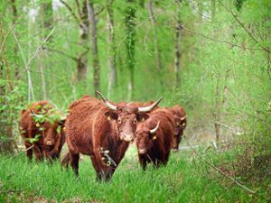 Die Salers-Rinder gelten als stolze und robuste Tiere mit ausgeprägtem Mutterinstinkt – Eigenschaften, die ihnen helfen, in der Wildnis zu überleben.   Foto: Thomas Kaiser