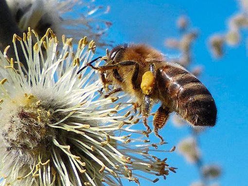 Wie wird die Honigernte in diesem Jahr ausfallen? Die Imker hatten 2016 viele Probleme. Das Bild zeigt eine Biene im Schuttertal.   Foto: Hansjörg Vögele