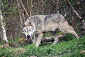 Derzeit gibt es Begegnungen zwischen Mensch und Wolf nur im Alternativen Wolfs- und Bärenpark in Bad Rippoldsau-Schapbach. Foto: Alternativer Wolf- und Bärenpark