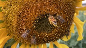 Lehr- und Schaustände am „Loheck“: Einblicke in die Arbeit der Bienen bei Oberweier