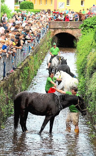 Zahlreiche Zuschauer verfolgten die Pferdewäsche, die früher eine Alltagsarbeit der Landwirte in Münchweier war und heute eine Festattraktion ist.  Foto: Hiller