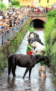 Zahlreiche Zuschauer verfolgten die Pferdewäsche, die früher eine Alltagsarbeit der Landwirte in Münchweier war und heute eine Festattraktion ist.  Foto: Hiller