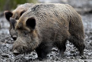 Wildschweine haben sich in Baden-Württemberg  stark vermehrt.  Foto: Archiv