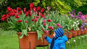 Zwischen Platzregen und Sonne: So lief das Tulpenfest im Lahrer Stadtpark