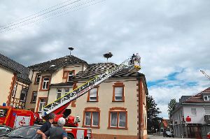 Mithilfe der Feuerwehr wurden die Jungstörche in Steinach beringt. Foto: Kornfeld