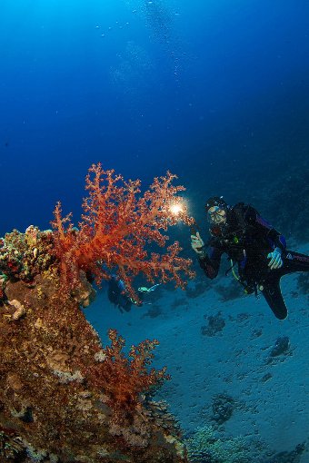 Bei mehreren Tauchgängen – auch bei Nacht – erkundeten die Teilnehmer der Tauchsafari die Unterwasserwelt des Roten Meeres. Foto: Christian Künze Foto: Lahrer Zeitung