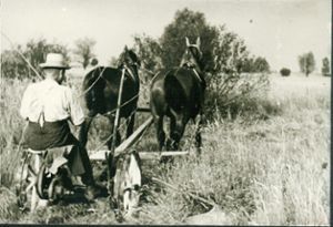 1932 wurden hauptsächlich Pferdegespanne für die Arbeit auf dem Feld  eingesetzt. Foto: Jubiläumsbuch 950 Jahre Ichenheim Foto: Lahrer Zeitung