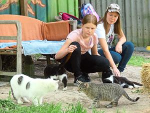 Yara und Sina kümmern sich mit anderen Mädchen und jungen Frauen um die ausgesetzten Katzen vom Galgenberg. Foto: Bohnert-Seidel