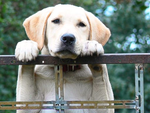 Labrador-Hunde sind bei Lahrern besonders beliebt. Foto: Archiv