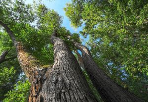 Das Eschentriebsterben ist in etlichen Wäldern ein großes Thema – auch in Neuried. Rund die Hälfte des Eschenbestandes ging im Neurieder Wald verloren. Foto: Schmidt