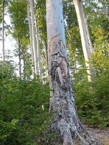 Sonnenbrand an einer alten Buche: Der Klimawandel macht vielen Bäumen im Friesenheimer Wald zu schaffen. Foto: Bohnert -Seidel Foto: Lahrer Zeitung