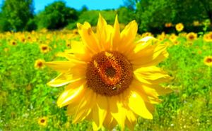 Eine Sonnenblume blüht in Münchweier – ein Symbol für das Juli-Wetter in der Region.Foto: Ohnemus/Wetterstation Foto: Lahrer Zeitung
