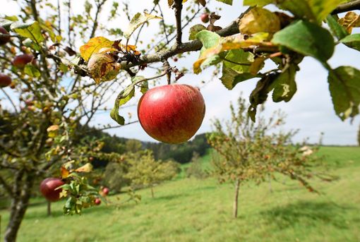 Äpfel von der eigenen Streuobstwiese sind etwas Feines – doch wohin mit nicht verwertbarem Fallobst? Der Hausmüll oder Kompostierbetriebe sind eine Lösung. Foto: Seeger Foto: Lahrer Zeitung