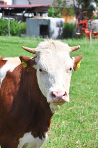 Die Milchviehhalter in Schwanau werden weiterhin unterstützt.  Foto: Archiv