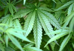 Die Polizei hat im Kofferraum eines 28-Jährigen fünf Kilogramm Marihuana gefunden.Symbolfoto: Berg Quelle: Unbekannt