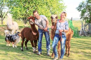 Heike und Michael Petsch wollen ihre Alpaka-Herde in Ettenheimweiler vergrößern und hoffen dabei auf die Hilfe möglichst vieler Spendenwilliger.Foto: Decoux-Kone Foto: Lahrer Zeitung