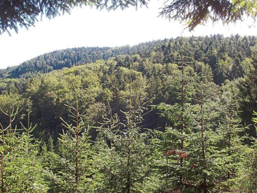 Die Entwicklung von gut strukturierten, stabilen Mischwäldern mit mindestens drei Baumarten hilft dem Wald, die Gefahren des Klimawandels durch Trockenheit, Stress und Schadinsekten besser zu bewältigen. Foto: Amt für Waldwirtschaft