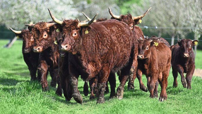 Fleisch aus dem Naturschutzgebiet: Kappeler Salers-Rinder werden geschlachtet