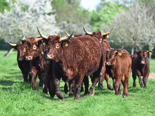 Sie haben eine wichtige Aufgabe: Die Salers-Rinder halten seit 2015 die Landschaft im Taubergießen offen und sorgen dort so für mehr Artenvielfalt. Allerdings dürfen sie sich dafür nicht zu stark vermehren. Foto: Thomas Kaiser