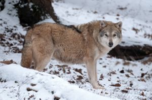 Ein Wolf steckt hinter dem Schafsriss bei Wolfach. Foto: dpa