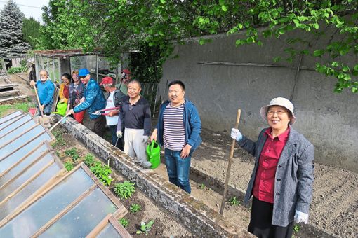 Die Neubürger aus China hatten viel Spaß bei den Gartenarbeiten  im Klostergarten. Foto: cbs Foto: Lahrer Zeitung