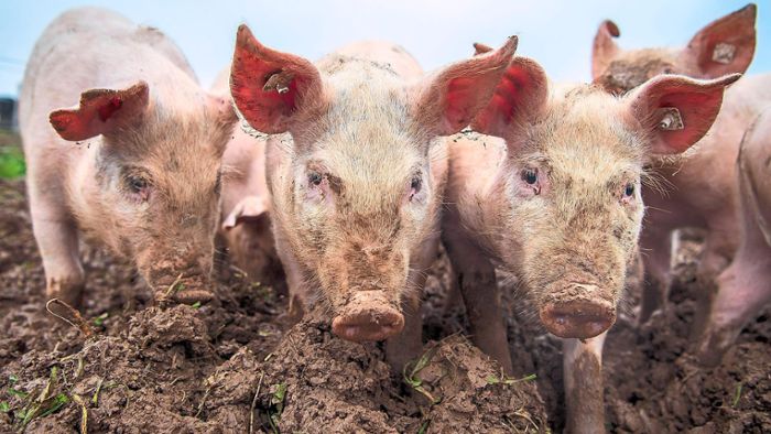 Schweinepest-Ausbruch: Welche Gefahr droht für die Ortenau?