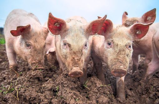 In einem Schweinemastbetrieb im Landkreis Emmendingen ist es zu einem Ausbruch der Afrikanischen Schweinepest gekommen. Das Land will nun abklären, ob es sich um einen einzelnen Ausbruch handelt, oder ob etwa auch Wildschweine in der Region befallen sind. Foto: von Erichsen