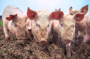 In einem Schweinemastbetrieb im Landkreis Emmendingen ist es zu einem Ausbruch der Afrikanischen Schweinepest gekommen. Das Land will nun abklären, ob es sich um einen einzelnen Ausbruch handelt, oder ob etwa auch Wildschweine in der Region befallen sind. Foto: von Erichsen