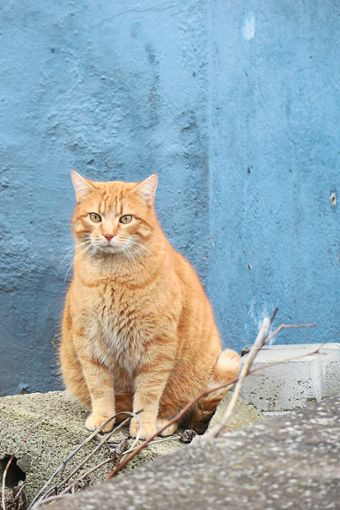 Vergiftet jemand Katzen in Oberweier? Bisher sind zwei Tiere tot.  Symbolfoto: cbs Foto: Lahrer Zeitung