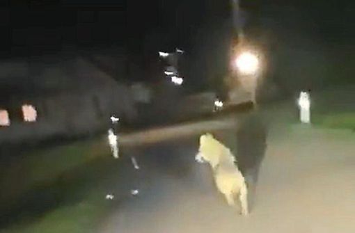 Ein Video, aufgenommen aus einem Auto heraus, soll einen Wolf zeigen, der bei Kirnbach über eine Straße läuft und auf einer Wiese verschwindet. Foto: Screenshot