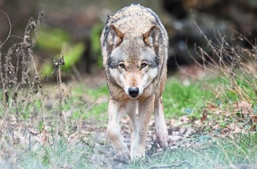 Ende Januar vergangenen Jahres riss ein Wolf in Wolfach ein Schaf. Seitdem sind die Raubtiere auch in der Ortenau immer wieder Thema gewesen.  Foto: Symbolfoto: Stratenschulte