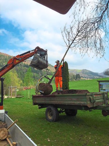 Mitarbeiter des Ettenheimer Bauhofs haben in den vergangenen Wochen in Kernstadt und seinen Stadtteilen fast 100 Bäume gepflanzt. Foto: Stadt Ettenheim Foto: Lahrer Zeitung