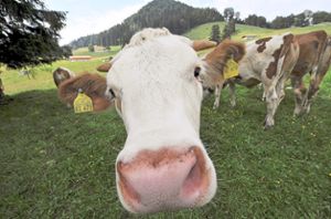 Die Blauzungen-Krankheit (BT) beschäftigt die Kinzigtäler Züchter der Vorderwälder Rinder. Foto: Leonhardt