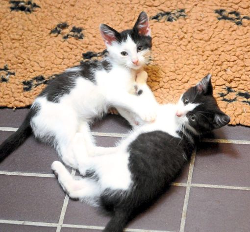 Diese beiden kleinen Racker scheinen sich im Katzenhaus des Lahrer Tierheims wohlzufühlen. Als Folge des Lockdowns wird dort nun aber langsam der Platz eng.   Foto: Künstle
