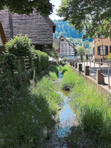 Niedrigwasser und hohe Temperaturen bedrohen die Ökologie vieler Ortenauer Gewässer – so auch  im  Michelbronnbächle in der Schuttertäler Gemeinde Wittelbach. Foto: Braun