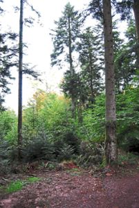 Im Wald oberhalb des Campingplatzes in Seelbach sind  Laubbäume zu sehen, die unter dem Dach  von Nadelbäumen aufwachsen. Archivfoto: Schmidt Foto: Lahrer Zeitung