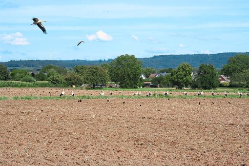 Gemeinsames Mahl: Auf einem Feld am Ortsrand von Orschweier versammelten sich am Wochenende mehr als 30 Störche. Foto: Masson