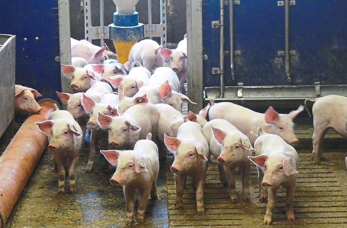 Unsere Landwirte: Jochen Heimburger aus Kürzell hat Schwein gehabt