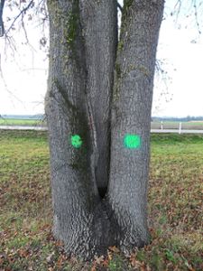 Die grünen Punkte an  den Eichen in Meißenheim weisen auf besonders schützenswerte Bäume hin. Ein besonderes Unikat ist die Eiche am Rastplatz zwischen Meißenheim und Ottenheim. Foto: Bohnert-Seidel