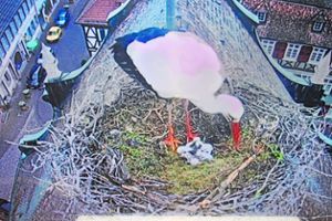 Über die beim Nest angebrachte Kamera kann man auf dem Fernseher beim Seiteneingang des Rathauses die fünf frisch geschlüpften Storchenküken bewundern. Foto: Storchen-TV