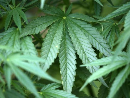 Ein 31-jähriger Offenburger soll in seiner Wohnung Cannabis-Pflanzen gezogen haben.  Foto: Symbolfoto: Berg