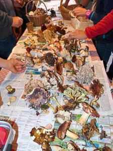Zur Begutachtung auf einem langen Tisch ausgelegt und sortiert: Die Pilzfunde der Sammler. Fotos: Kleinke-Bialy Foto: Lahrer Zeitung